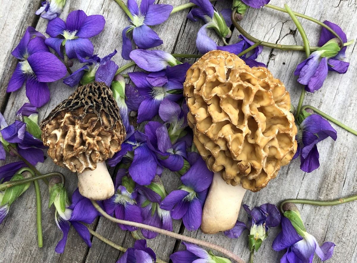 Examples of foraged goods, specifically Morel mushrooms and Sweet Violet blooms.
