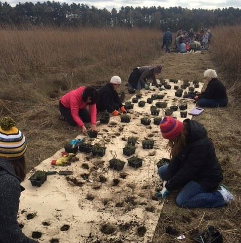 Volunteer Plug Planting at Buttefly Landing