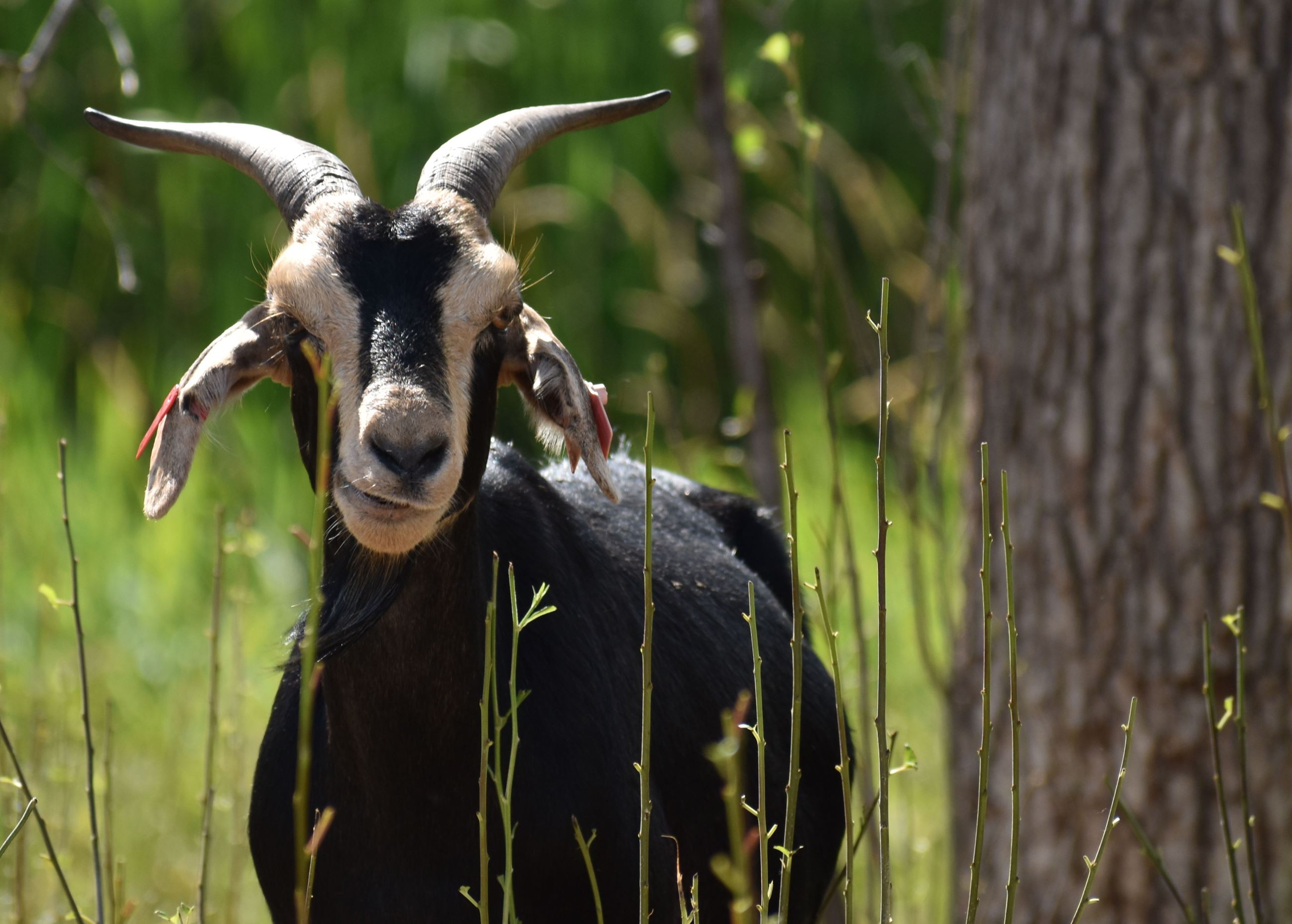 A British Alpine goat with horns next to a tree trunk at a Washington County park.